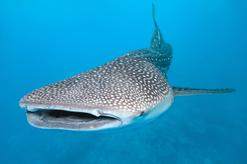 Whale shark  on the blue background