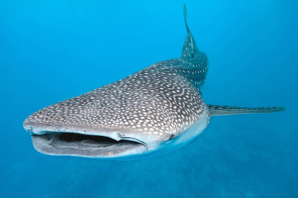 Swimming whale shark graphic with blue background Whale shark  on the blue background whale shark photos stock pictures, royalty-free photos & images