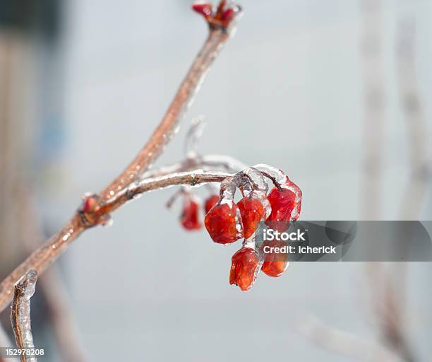 Rote Beeren Von Einem Vogelbeere Sind Mit Eis Stockfoto und mehr Bilder von Ast - Pflanzenbestandteil - Ast - Pflanzenbestandteil, Baum, Beere - Pflanzenbestandteile