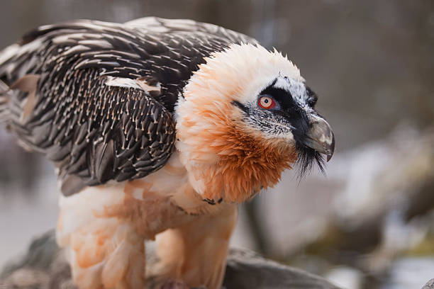Bearded Vulture close up of a Bearded Vulture eurasian buzzard photos stock pictures, royalty-free photos & images