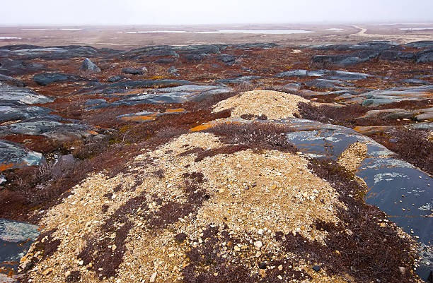 tundra snow stock photo