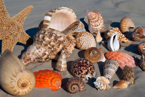 Variety of different tropical seashells on a sandy beach