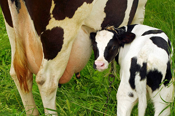 istock Calf cow feeding on green grass 152979028