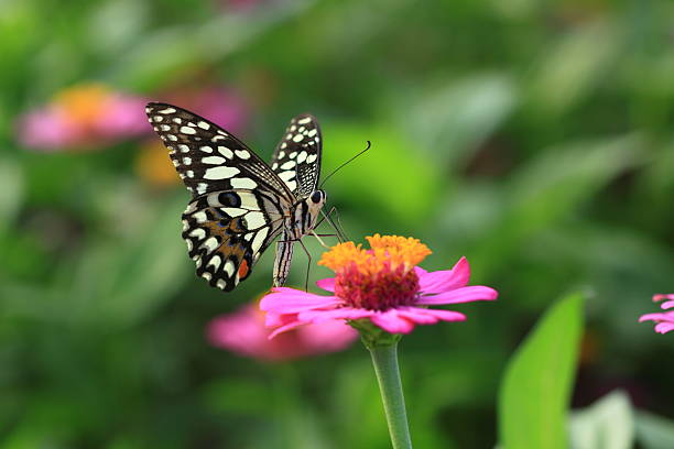 istock Butterfly love flower 152979118