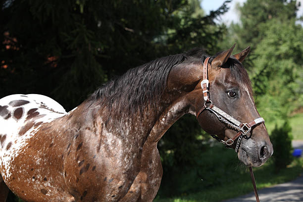 Appaloosa stallion stock photo
