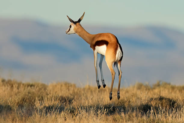 istock Jumping springbok antelope (Antidorcas marsupialis), Mountain Zebra National Park, South Africa 1529795900