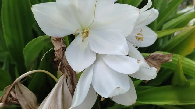 White Easter or Christmas Lily Lilium Longiflorum