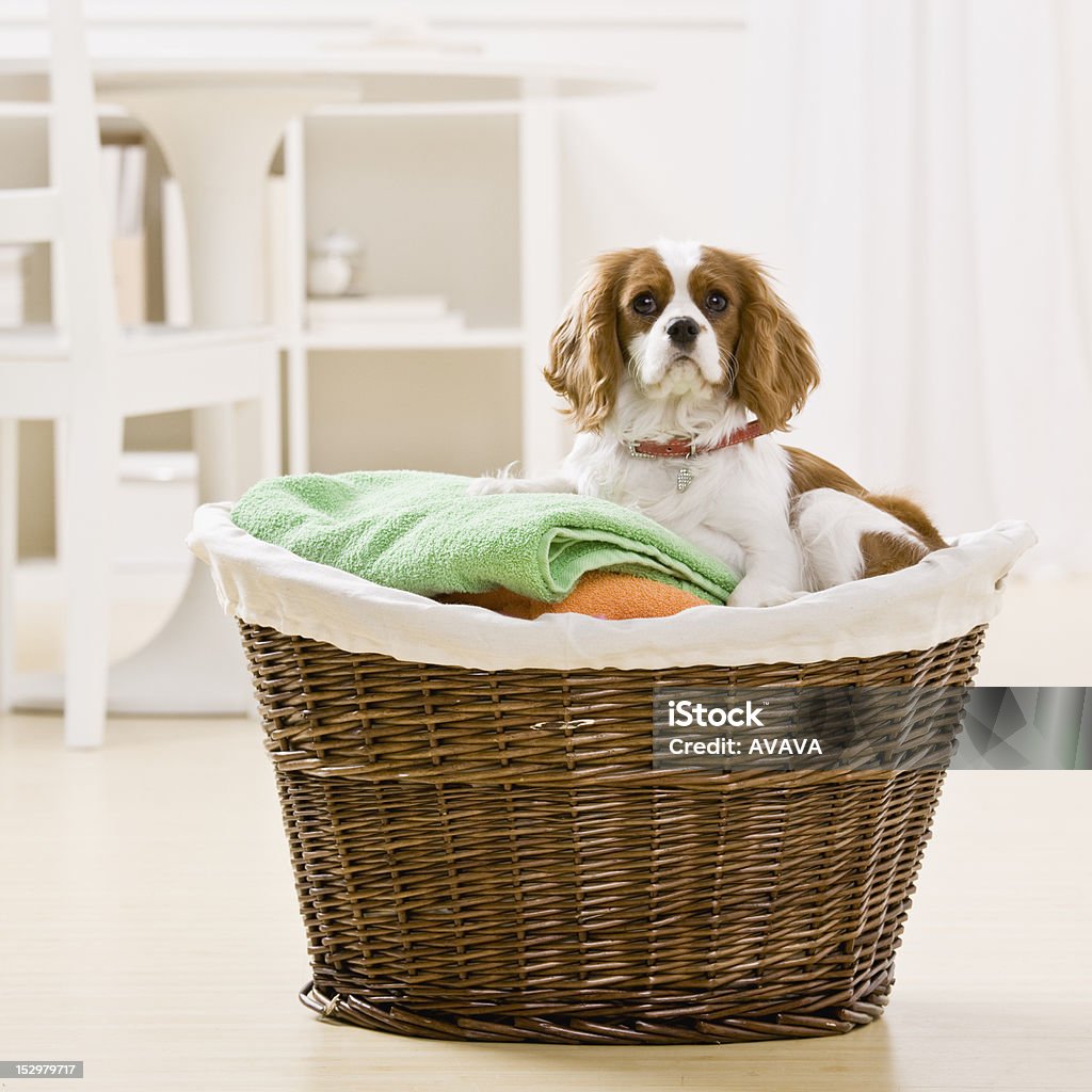 Cavalier King Charles Spaniel Laundry Basket Cavalier King Charles Spaniel Laundry Basket