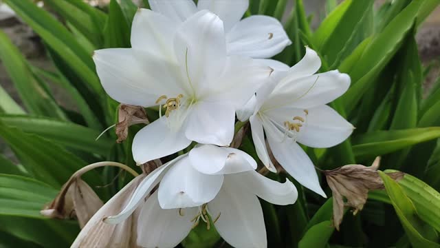White Easter or Christmas Lily Lilium Longiflorum
