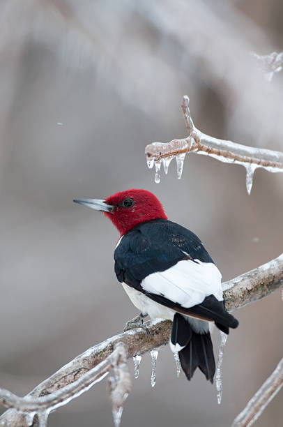 istock Red-headed woodpecker on icy branch 152979782