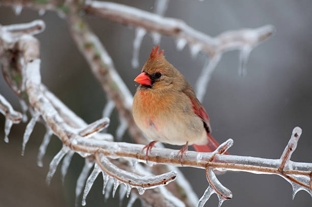 istock Female Northern Cardinal 152979802