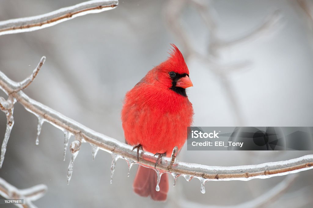 Cardinale rosso affacciato sul ramo - Foto stock royalty-free di Cardinale - Uccello