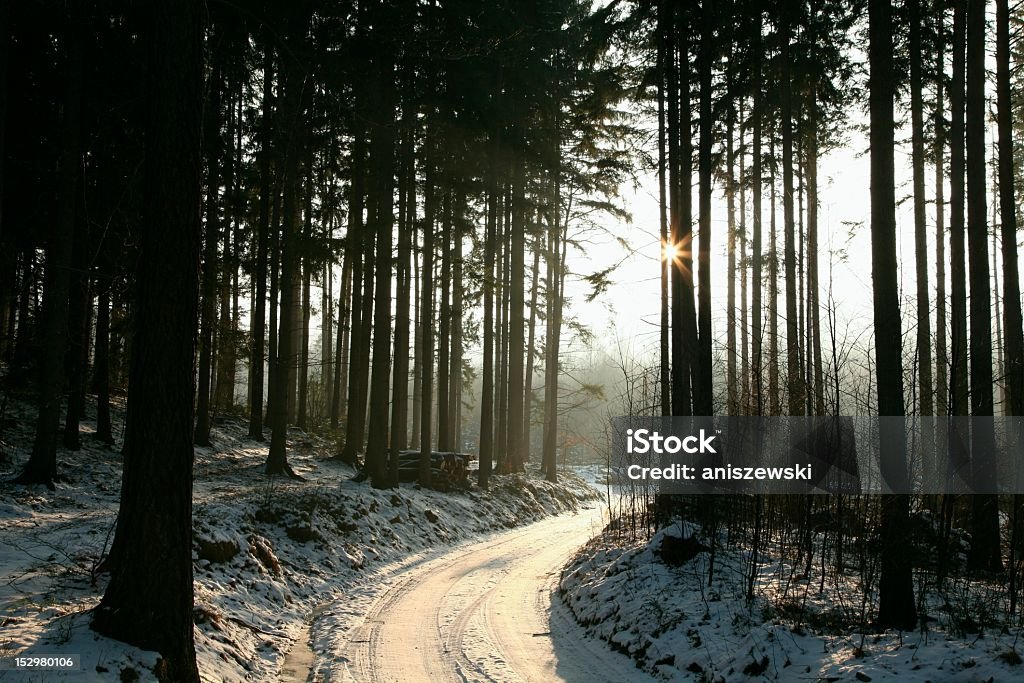 Coniferous forest al atardecer - Foto de stock de Abeto Picea libre de derechos