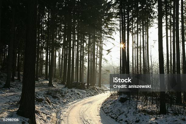 Lasy Iglaste W Zmierzch - zdjęcia stockowe i więcej obrazów Bajka - Bajka, Bez ludzi, Bór sosnowy