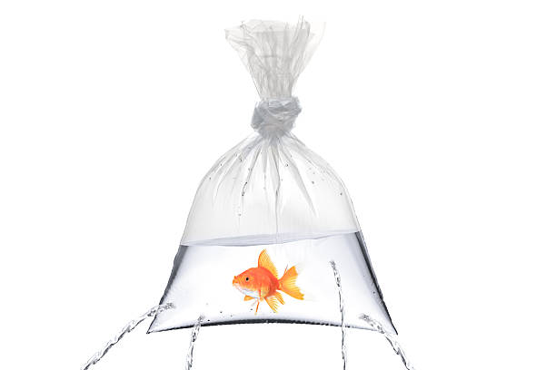 Golden fish in a bag with holes