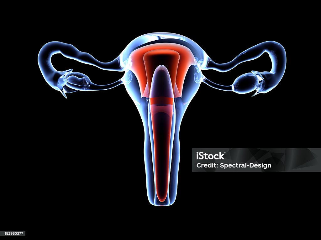 Menschliche Gebärmutter - Lizenzfrei Anatomie Stock-Foto