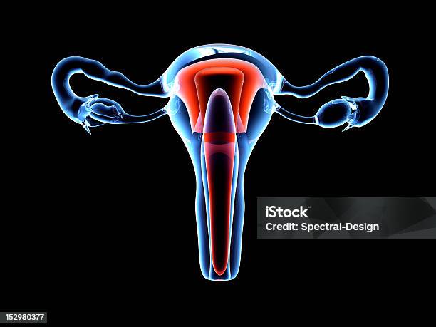 Menschliche Gebärmutter Stockfoto und mehr Bilder von Anatomie - Anatomie, Biologie, Biomedizinische Illustration
