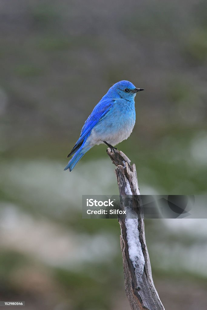 Bluebird esperanza - Foto de stock de Azulejo pálido libre de derechos