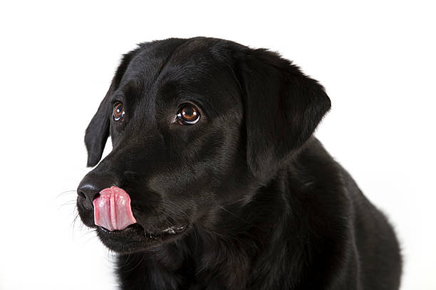 Black Labrador Dog licking her lips,