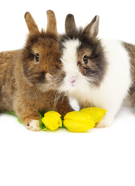 funny pair of rabbits with tulips over white