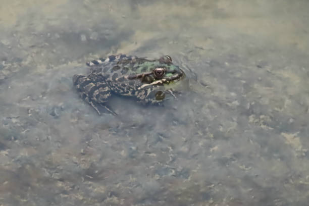 istock The Silent Frog of the Pond 1529813967
