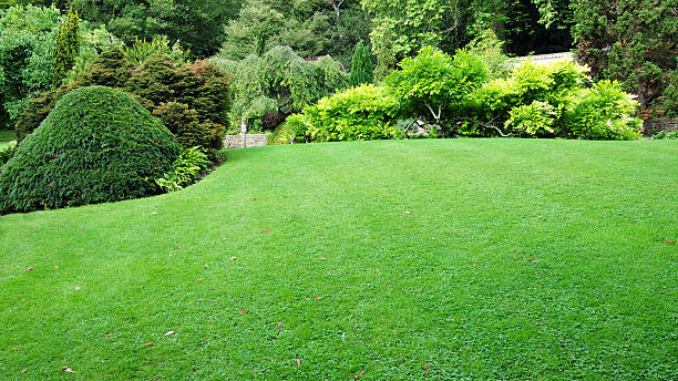 Freshly mowed green lawn with lush trees around stock photo