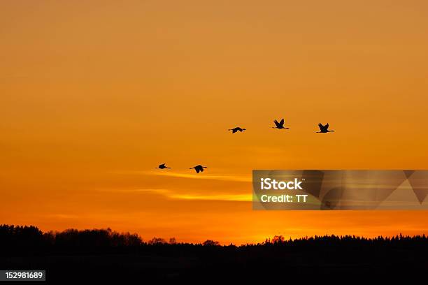 Guindastes Que Sadapta À Noite Luz Mosca - Fotografias de stock e mais imagens de Amanhecer - Amanhecer, Animal selvagem, Anoitecer