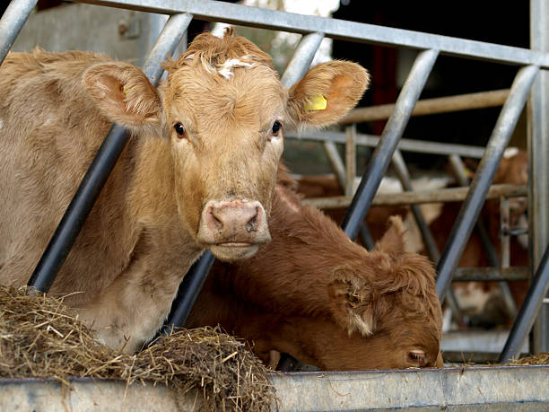 istock Young Jersey Cow in Cowshed 152981733