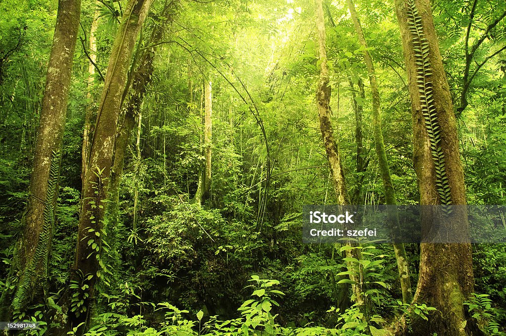 Denso selva tropical en Malasia - Foto de stock de Aire libre libre de derechos