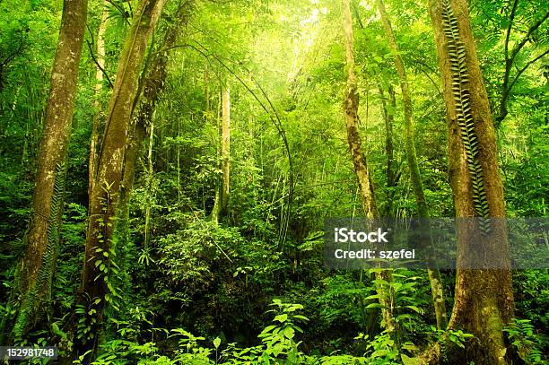 Denso Selva Tropical En Malasia Foto de stock y más banco de imágenes de Aire libre - Aire libre, Aislado, Asia Sudoriental