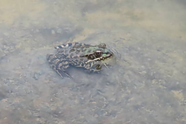 istock The Silent Frog of the Pond 1529821313