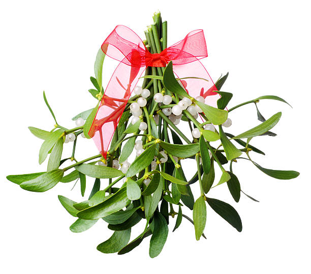 Hanging green mistletoe with a red bow stock photo