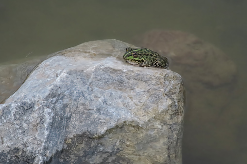 The Silent Frog of the Pond.Nature.