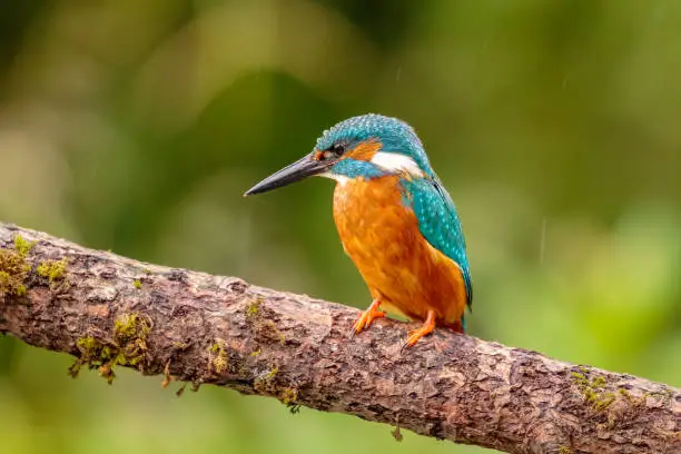 Photo of Male kingfisher