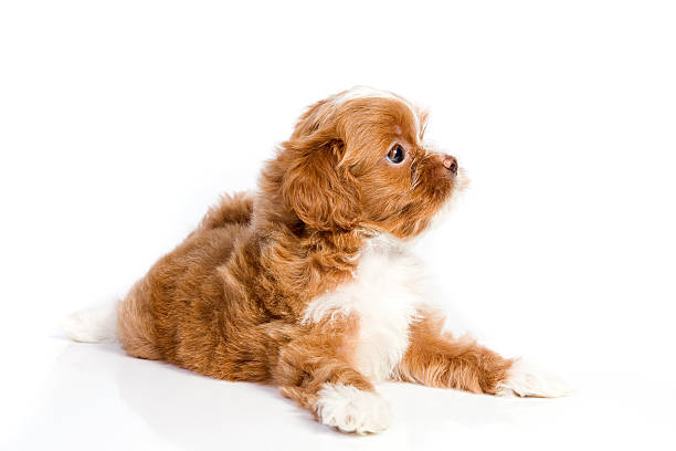 istock Brown little havanese puppy 152982593