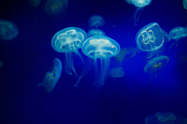 jellyfish - denizanası stok fotoğraflar ve resimler