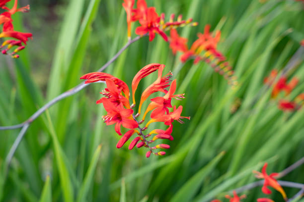 istock Red montbretia in early summer 1529831897