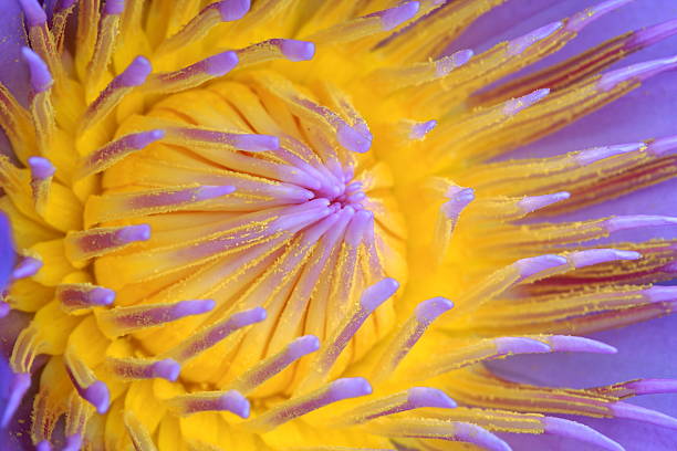 istock water lily, lotus 152983419