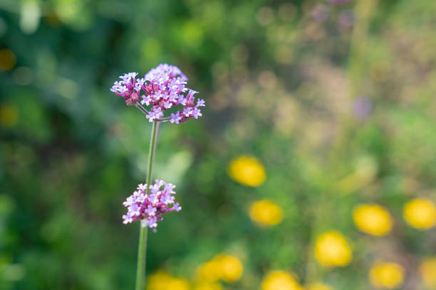 istock Tall vervain flower in early summer 1529834529