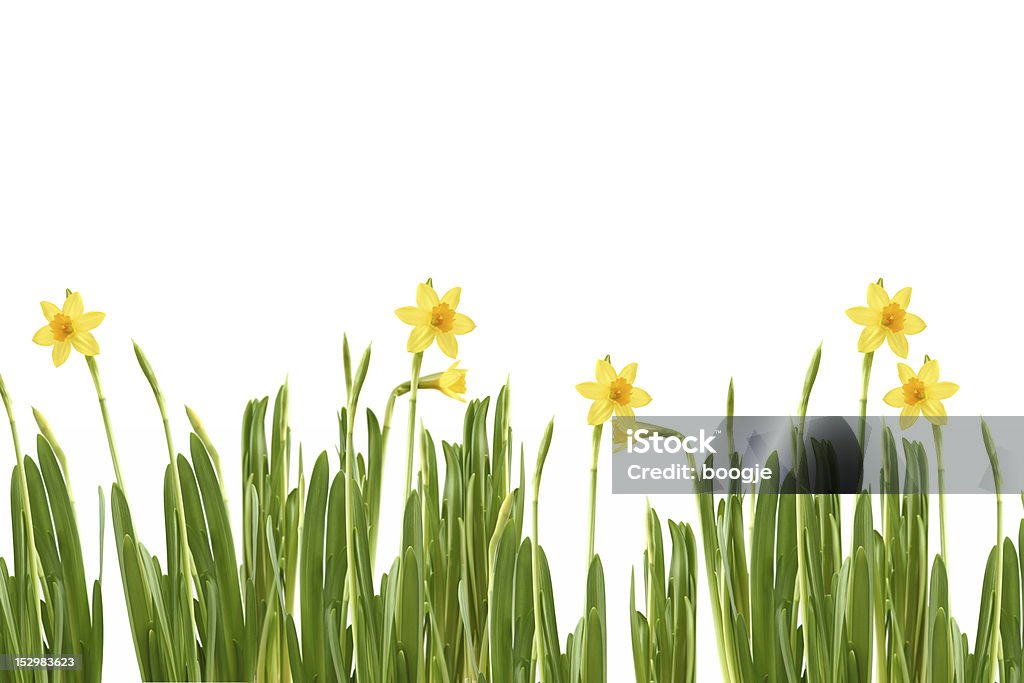 Narciso na Primavera - Royalty-free Amarelo Foto de stock