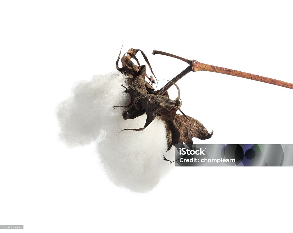 Cotton Ball Close-up of Ripe cotton ball on branch isolated Cotton Ball Stock Photo