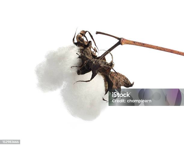 Cotton Ball Stock Photo - Download Image Now - Cotton Ball, Cut Out, Agriculture
