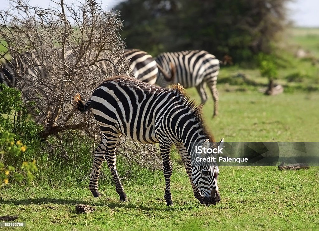 Zebra w Serengeti - Zbiór zdjęć royalty-free (Afryka)