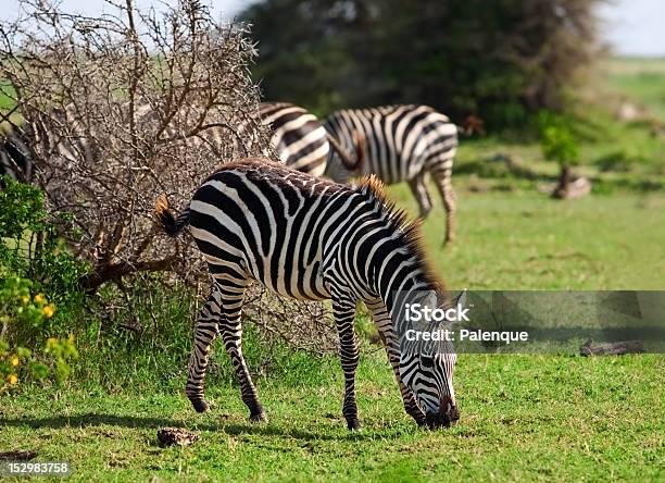Zebra W Serengeti - zdjęcia stockowe i więcej obrazów Afryka - Afryka, Bez ludzi, Dzikie zwierzęta
