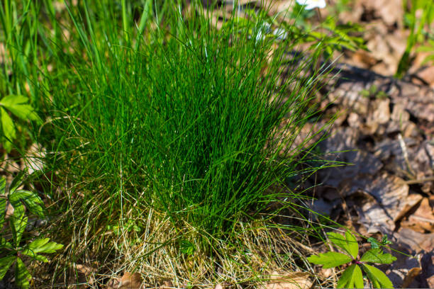 istock Spring forest landscape with fresh grass and windflowers outdoors 1529840279