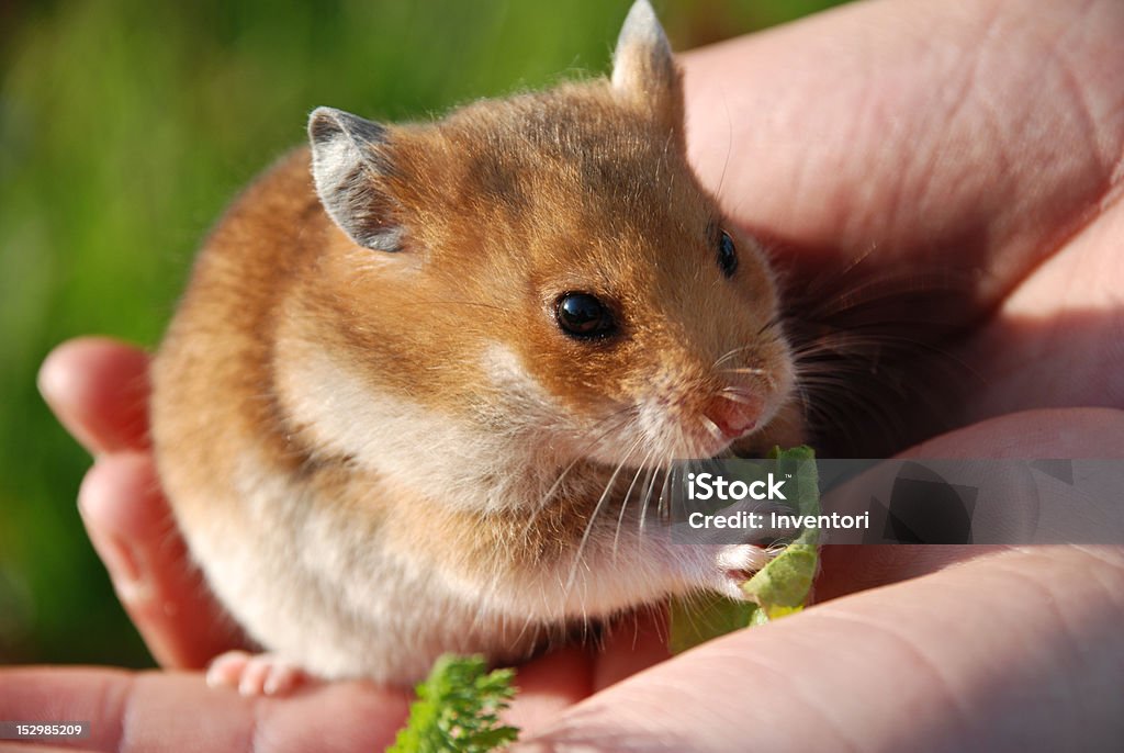 Hamster A hamster is a favourite young wild of animal of children. Hamster Stock Photo