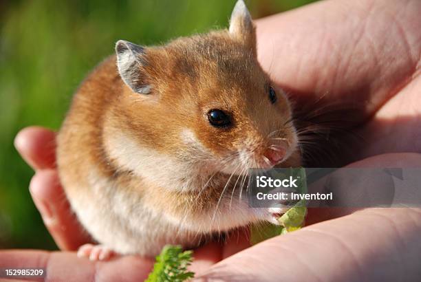 Hamster Stock Photo - Download Image Now - Hamster, Eating, Animal