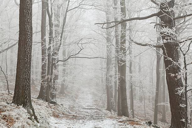 Forest trail between the trees covered with frost on a foggy morning.