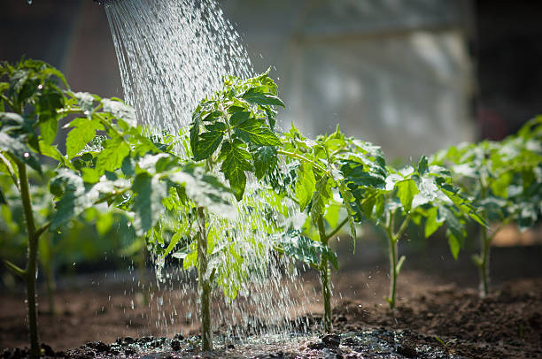 Watering a row of tomato seedlings watering seedling tomato Watering stock pictures, royalty-free photos & images