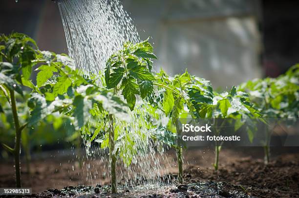 Watering A Row Of Tomato Seedlings Stock Photo - Download Image Now - Watering, Vegetable Garden, Plant